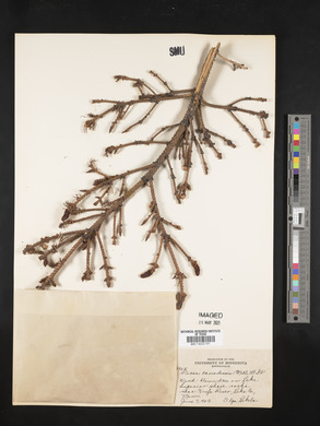 Picea glauca image