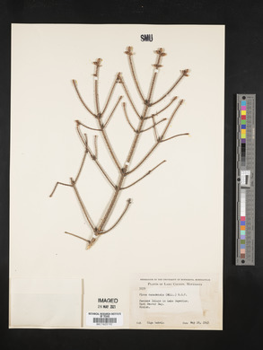 Picea glauca image