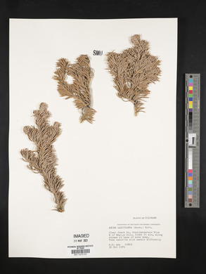 Abies lasiocarpa image