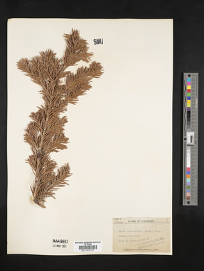 Abies lasiocarpa image