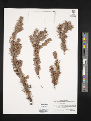 Abies lasiocarpa image