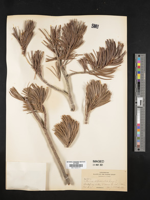 Pinus albicaulis image
