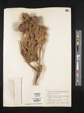 Pinus albicaulis image