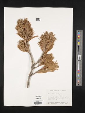 Pinus albicaulis image