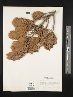 Pinus albicaulis image