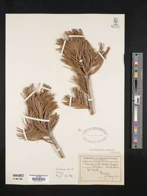 Pinus albicaulis image