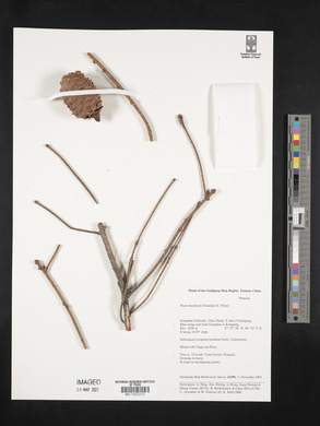 Picea brachytyla image