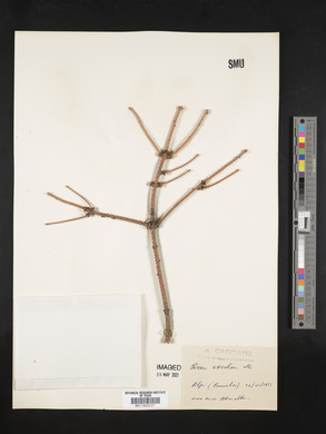 Picea abies image