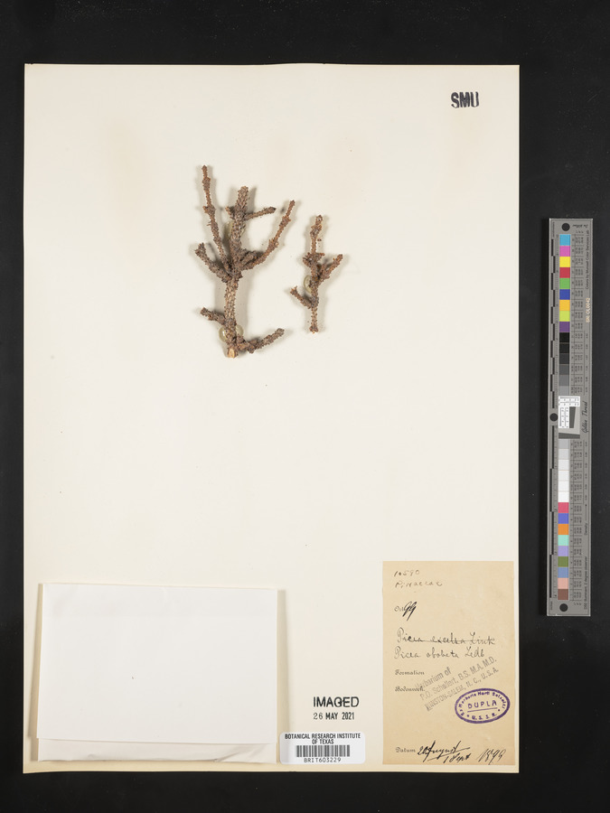 Picea obovata image