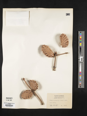Picea sitchensis image