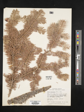 Abies lasiocarpa image