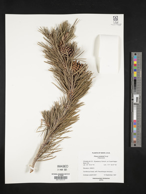 Pinus contorta image