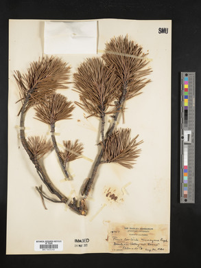 Pinus contorta image
