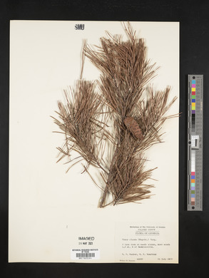 Pinus clausa image