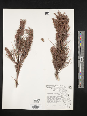 Pinus clausa image