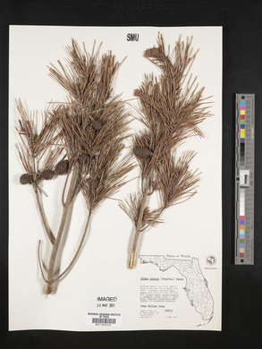 Pinus clausa image