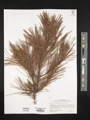 Pinus clausa image