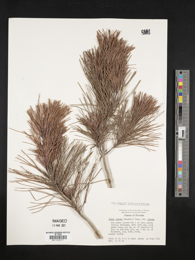 Pinus clausa var. clausa image