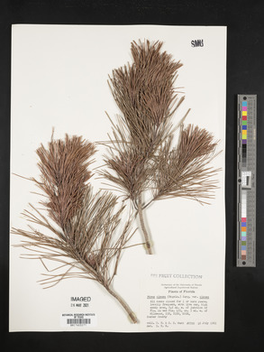 Pinus clausa image