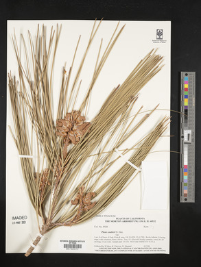 Pinus coulteri image