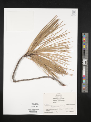 Pinus coulteri image