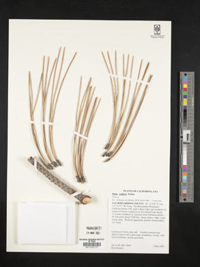 Pinus coulteri image