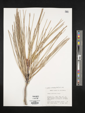 Pinus coulteri image