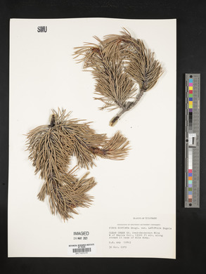 Pinus contorta var. latifolia image