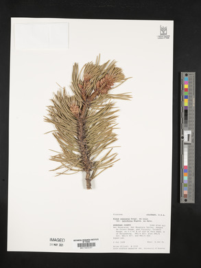 Pinus contorta var. latifolia image