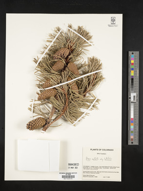 Pinus contorta var. latifolia image