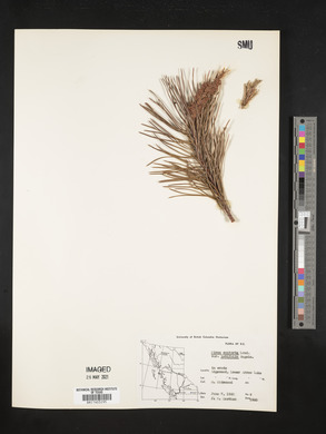 Pinus contorta var. latifolia image