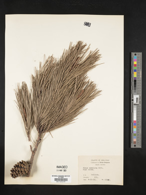 Pinus echinata image