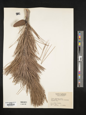 Pinus echinata image