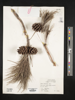 Pinus echinata image