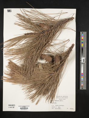 Pinus echinata image