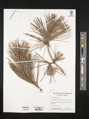 Pinus echinata image
