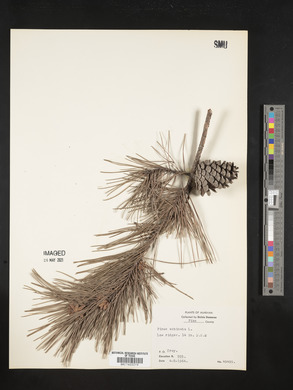 Pinus echinata image