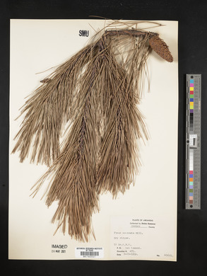 Pinus echinata image