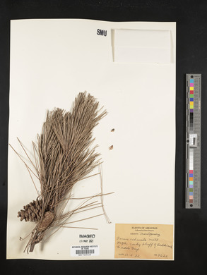 Pinus echinata image