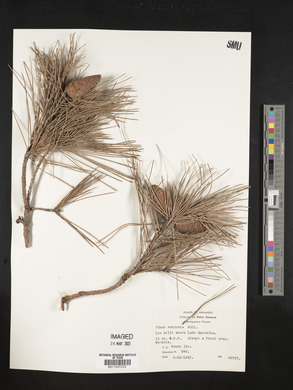 Pinus echinata image