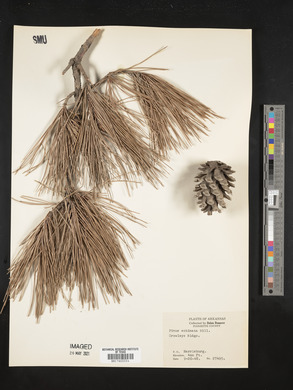 Pinus echinata image
