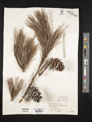 Pinus echinata image
