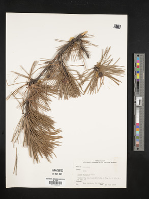 Pinus echinata image