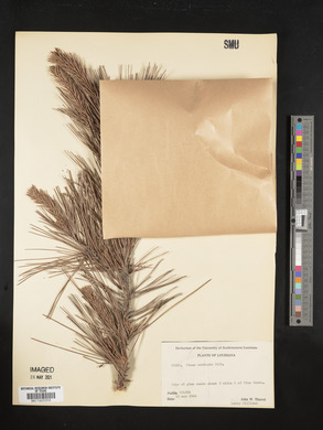 Pinus echinata image