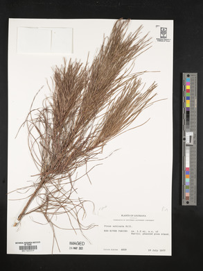 Pinus echinata image