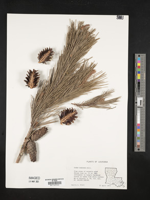 Pinus echinata image
