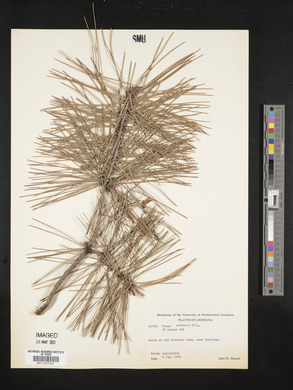 Pinus echinata image