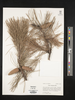 Pinus echinata image