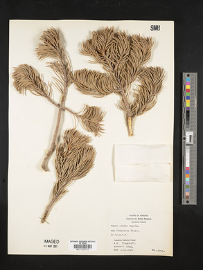 Pinus muricata image
