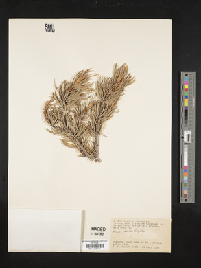 Pinus edulis image